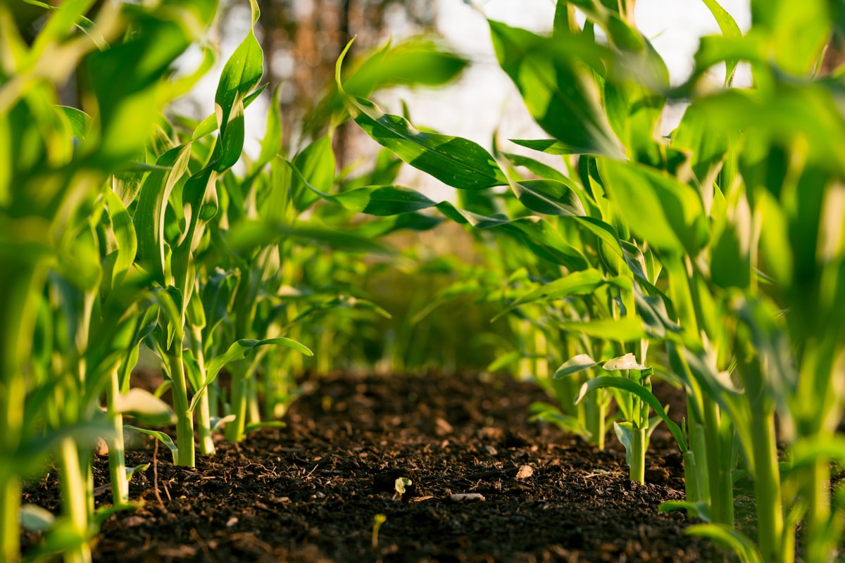 Olive field with precision-agriculture sensors